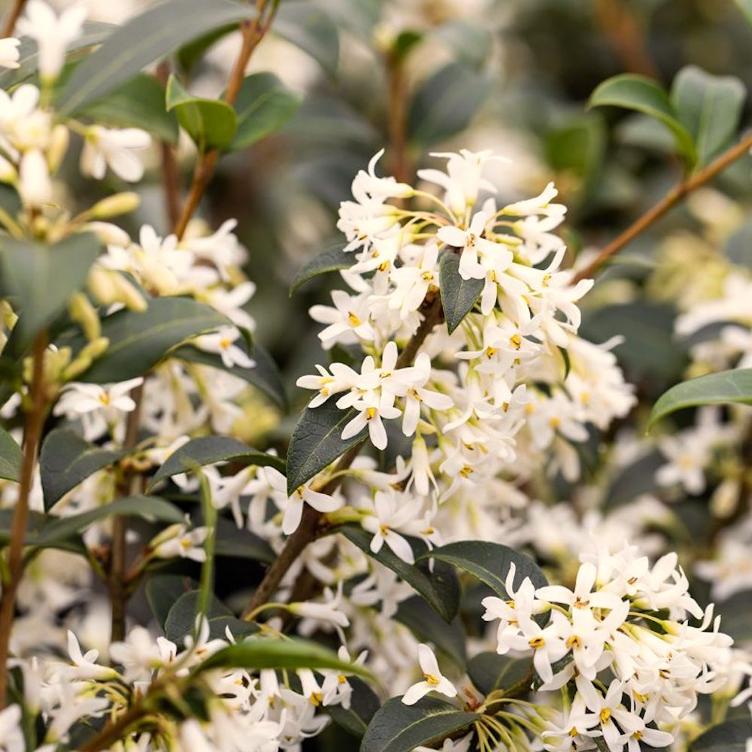 OSMANTHUS (L) - 0