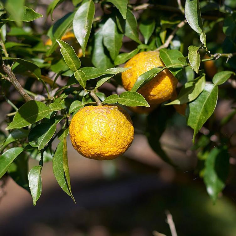 Badesalz – Yuzu - 0
