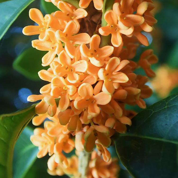 Badesalz – Kinmokusei (Osmanthus) - 0