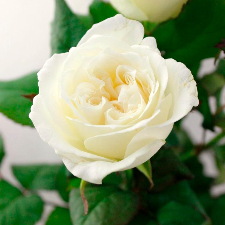 Hana no Hana – Rose - 0