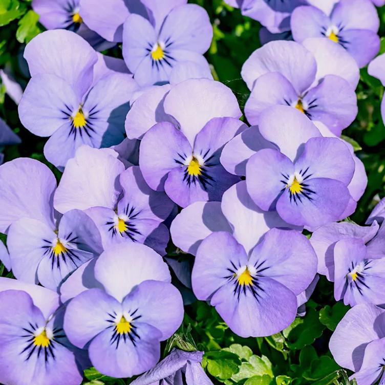 Hana no Hana – Violet - 0