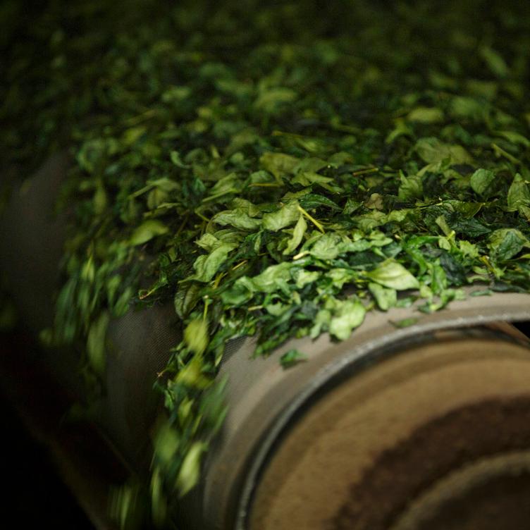 Nodoka – Premium Matcha (30g) - 3