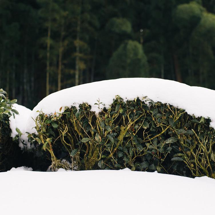Sencha Okumidori – Snowing Mountain Tea - 0