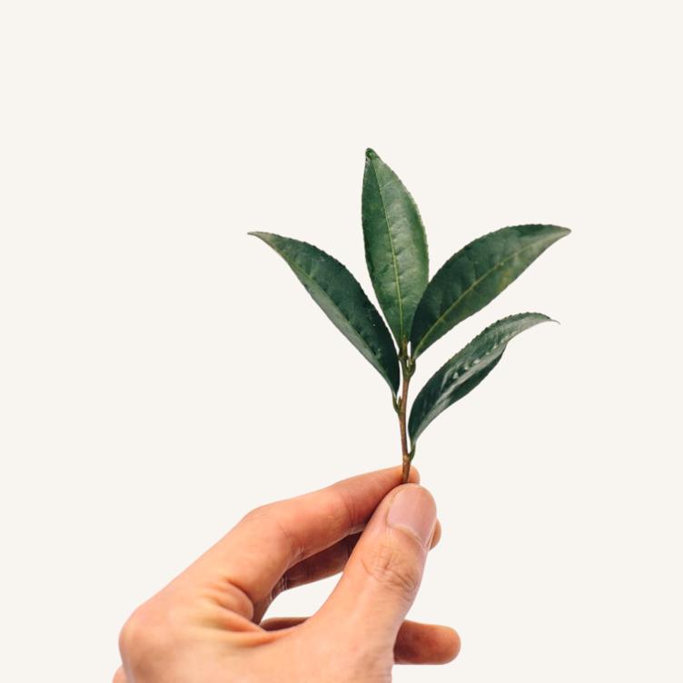 Yamagiri Sencha – Ichibancha - 0