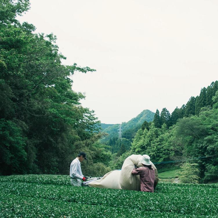 Yamagiri Sencha – Ichibancha - 1