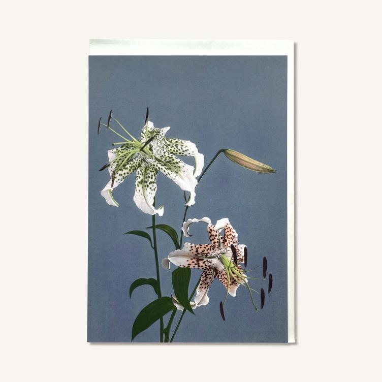 Faltkarte – Pracht-Lilie - 0