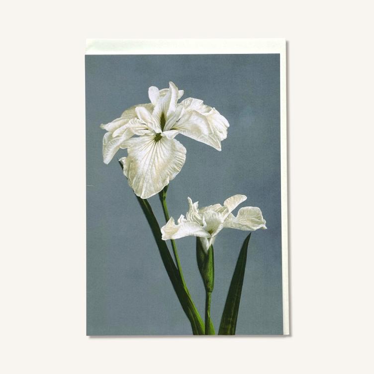 Faltkarte – Sumpfschwertlilie - 0