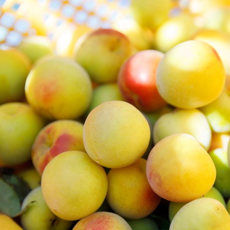 Pflaumenlikör – Taiko-Bai Umeshu (720 ml) - 0